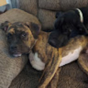 Meet your Posher, Emile